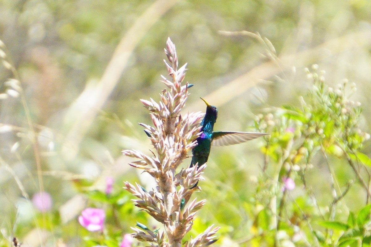 Sparkling Violetear - ML636678838