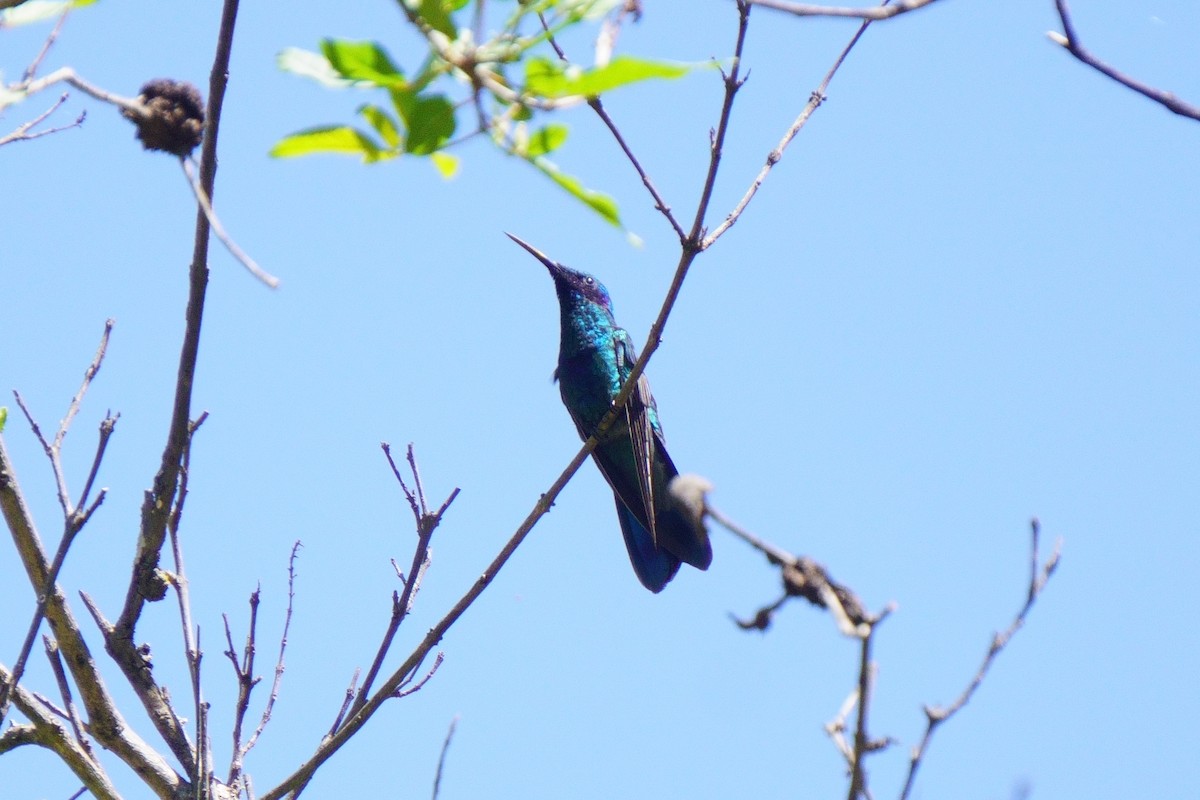 Sparkling Violetear - ML636678839