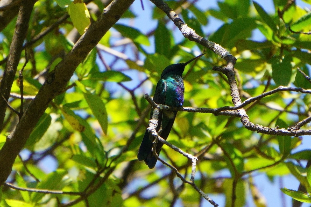 Sparkling Violetear - ML636678840