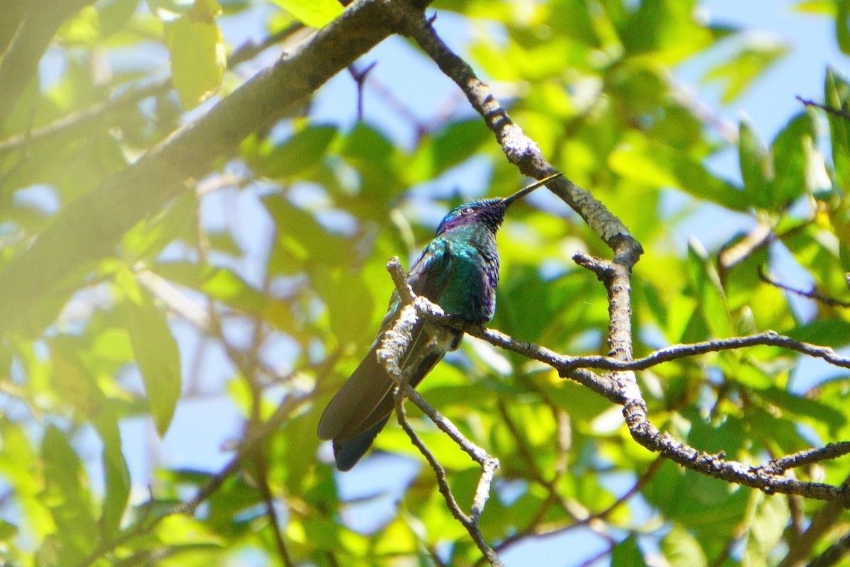 Sparkling Violetear - ML636678841