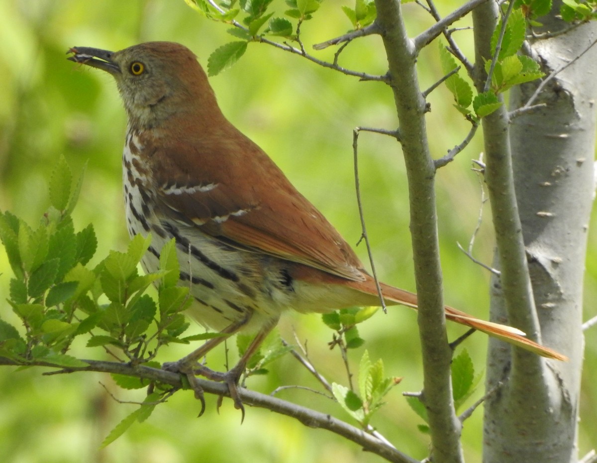 Brown Thrasher - ML636678984