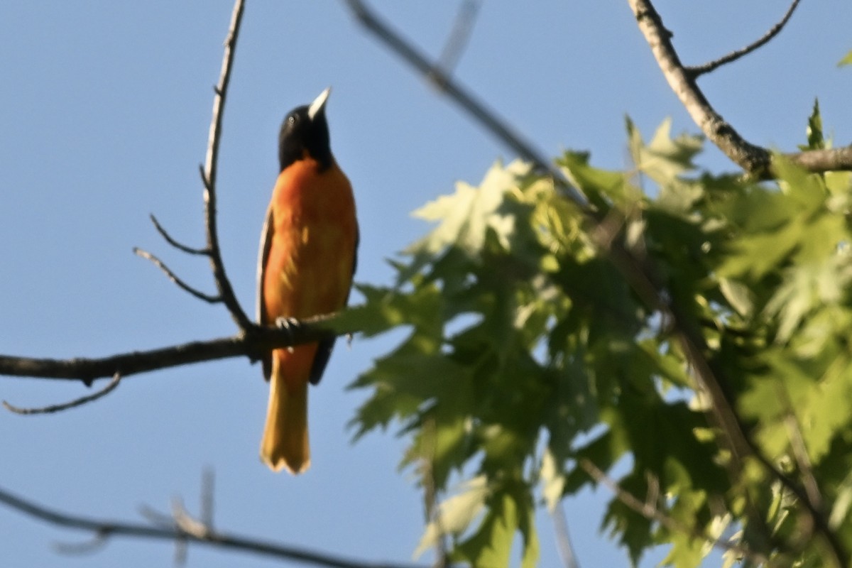 Baltimore Oriole - ML636679079