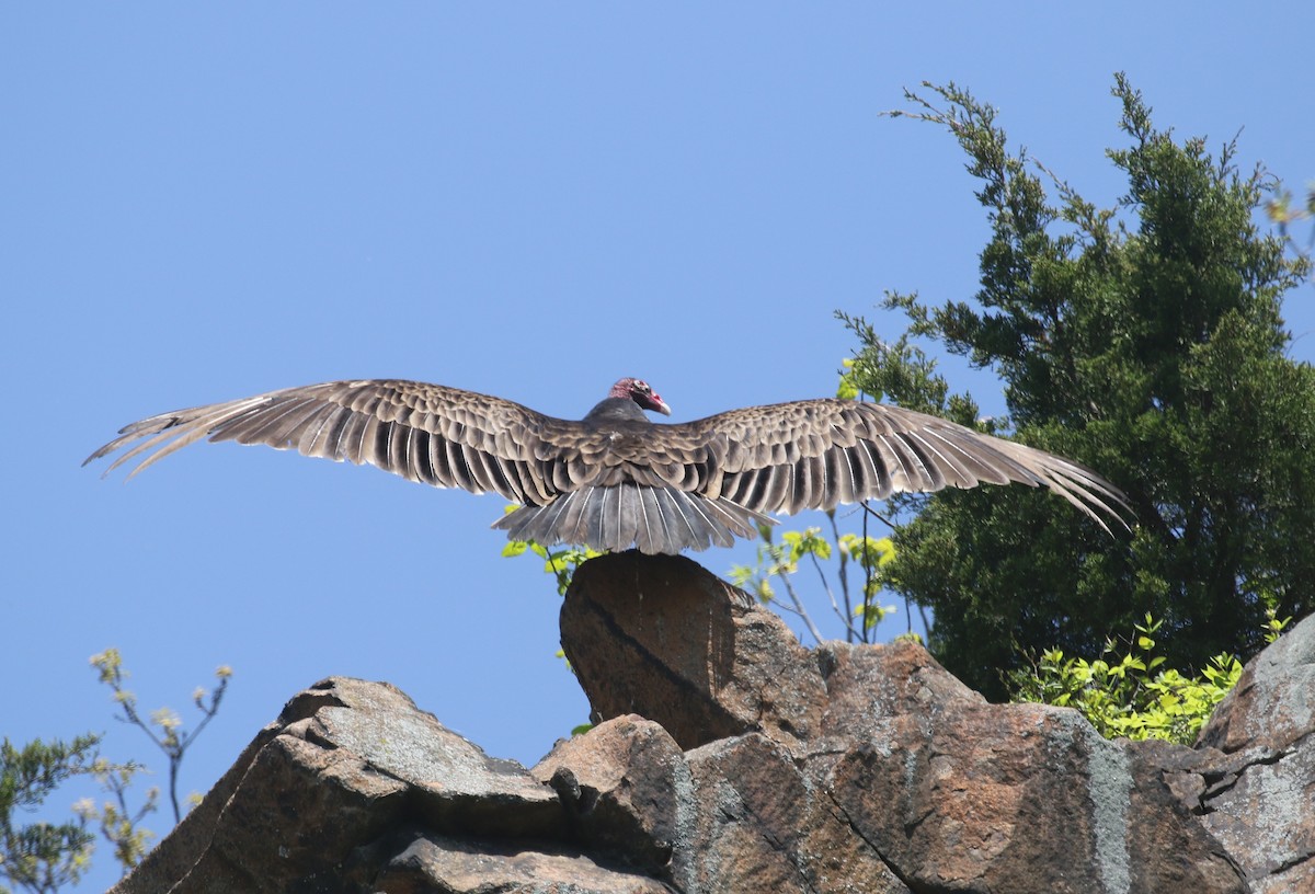 Turkey Vulture - ML636679087