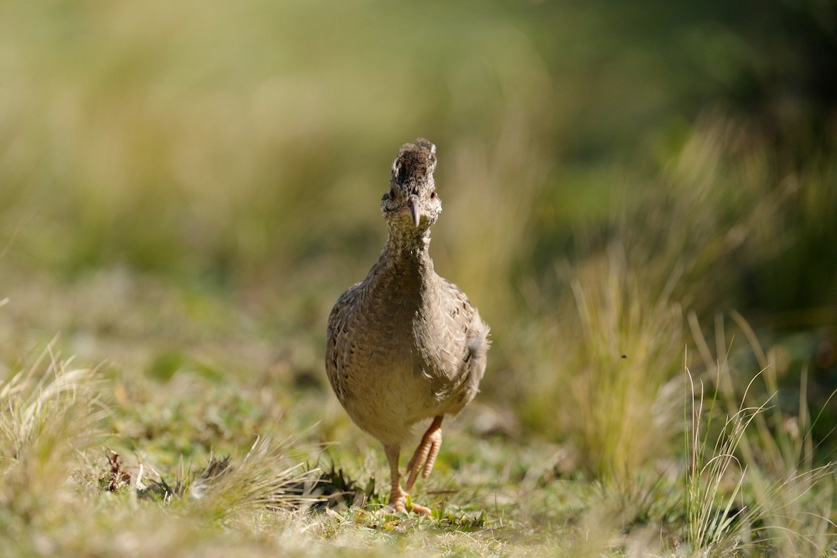 Andean Tinamou - ML636679151