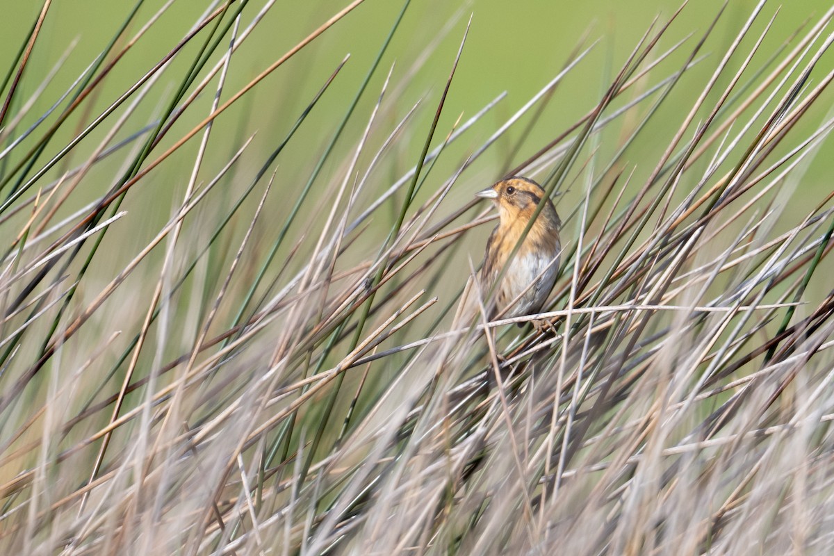 Nelson's Sparrow - ML636679313