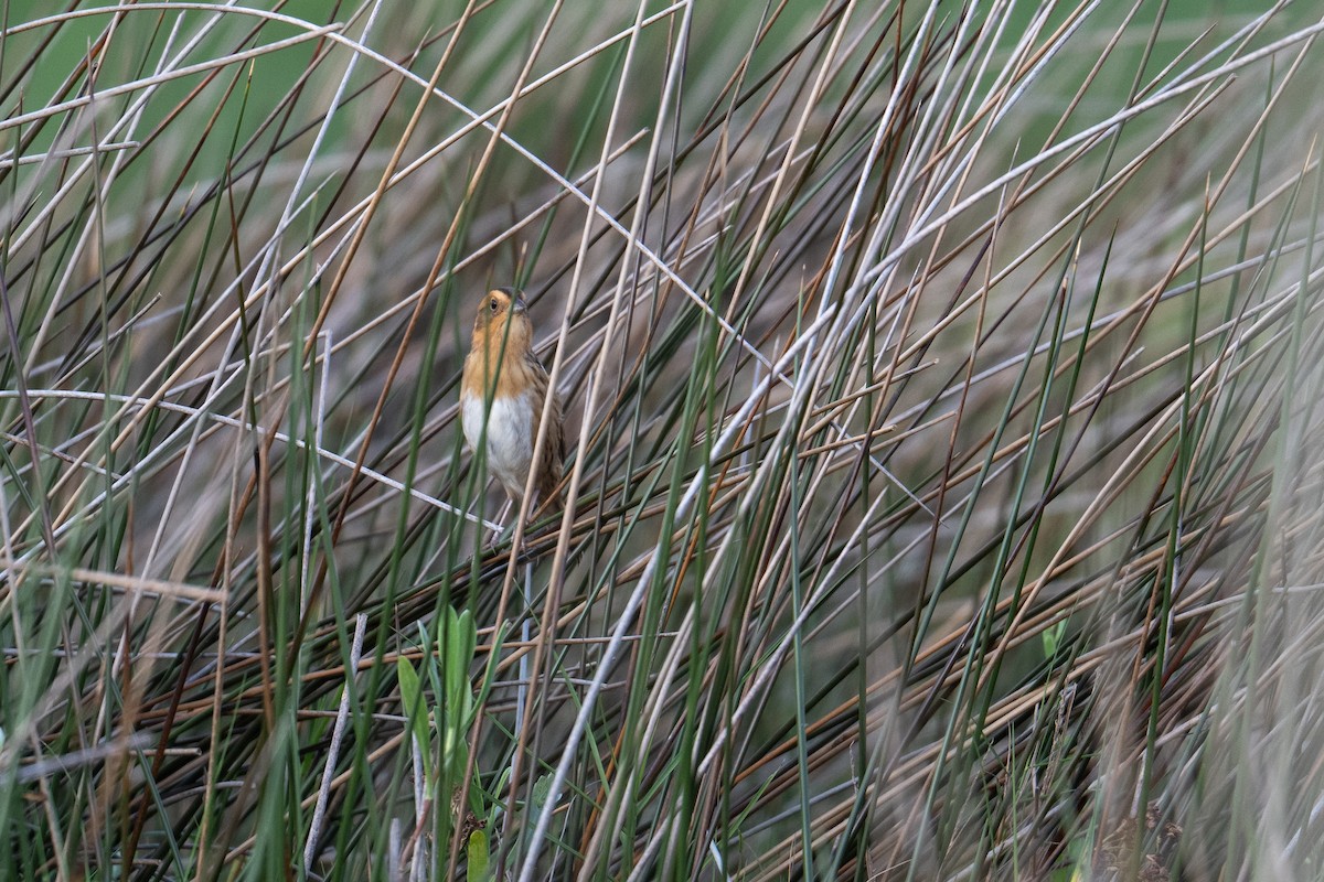 Nelson's Sparrow - ML636679314
