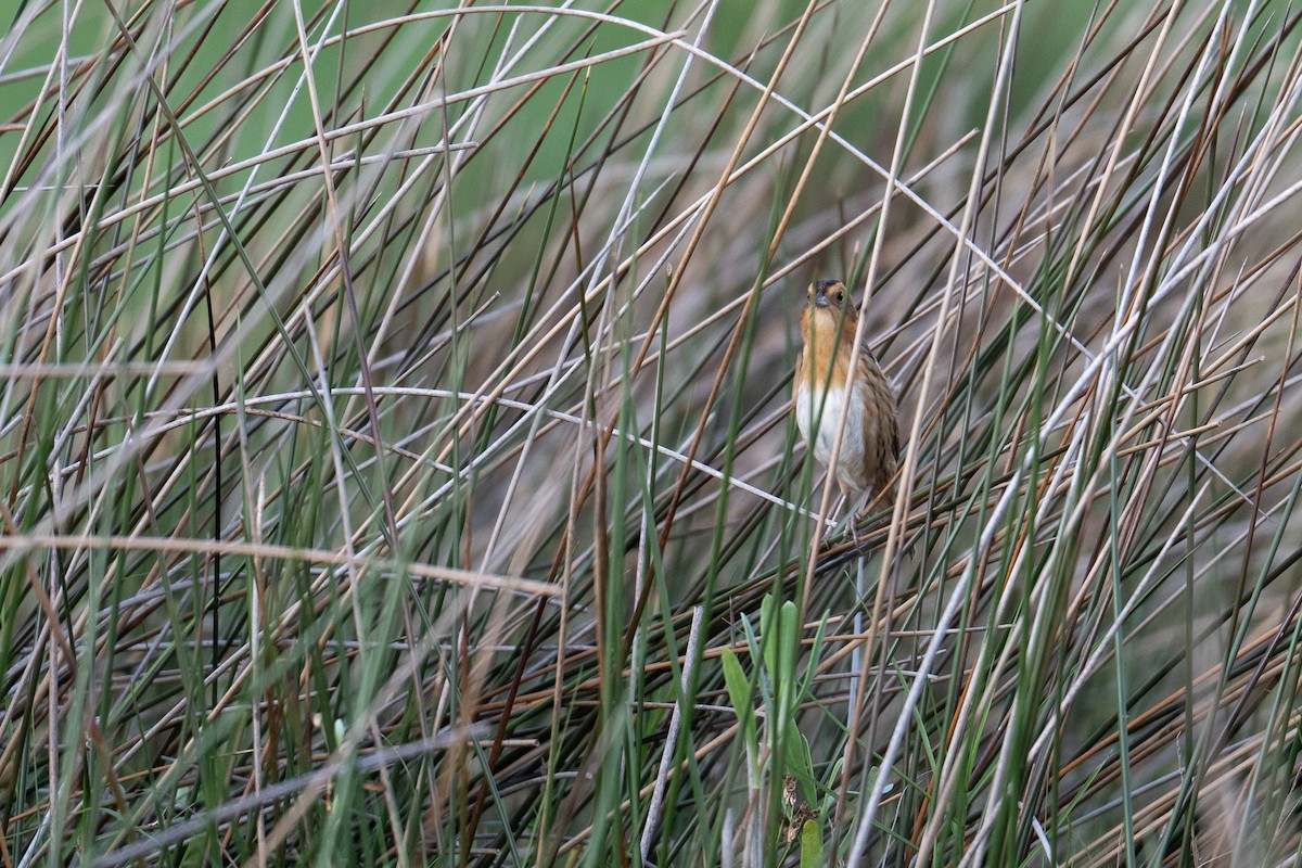Nelson's Sparrow - ML636679315