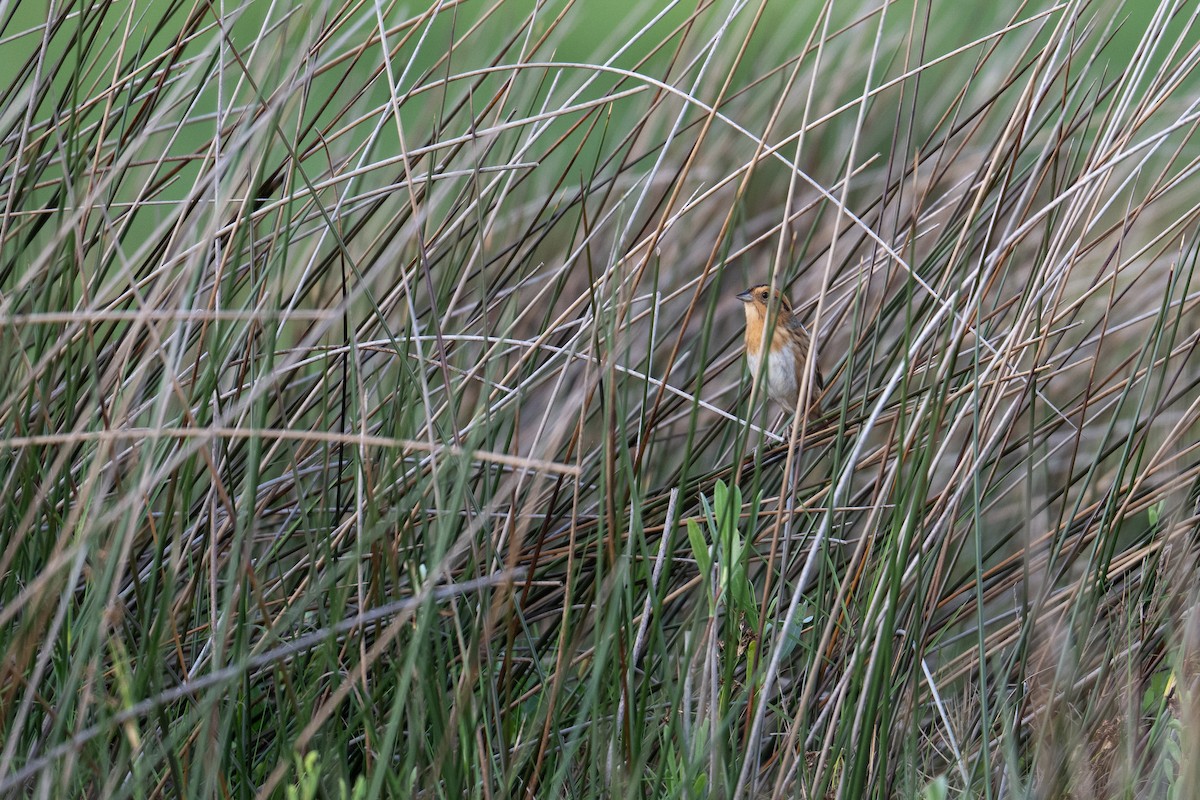 Nelson's Sparrow - ML636679316