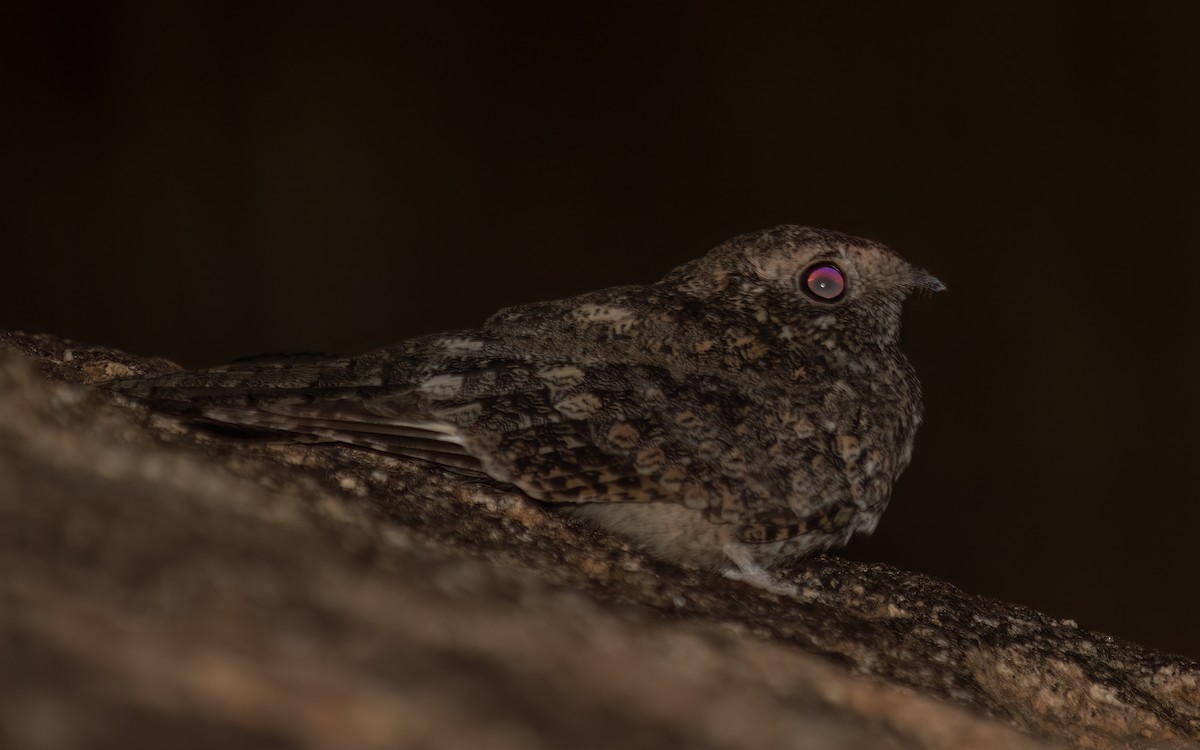 Freckled Nightjar - ML636679535