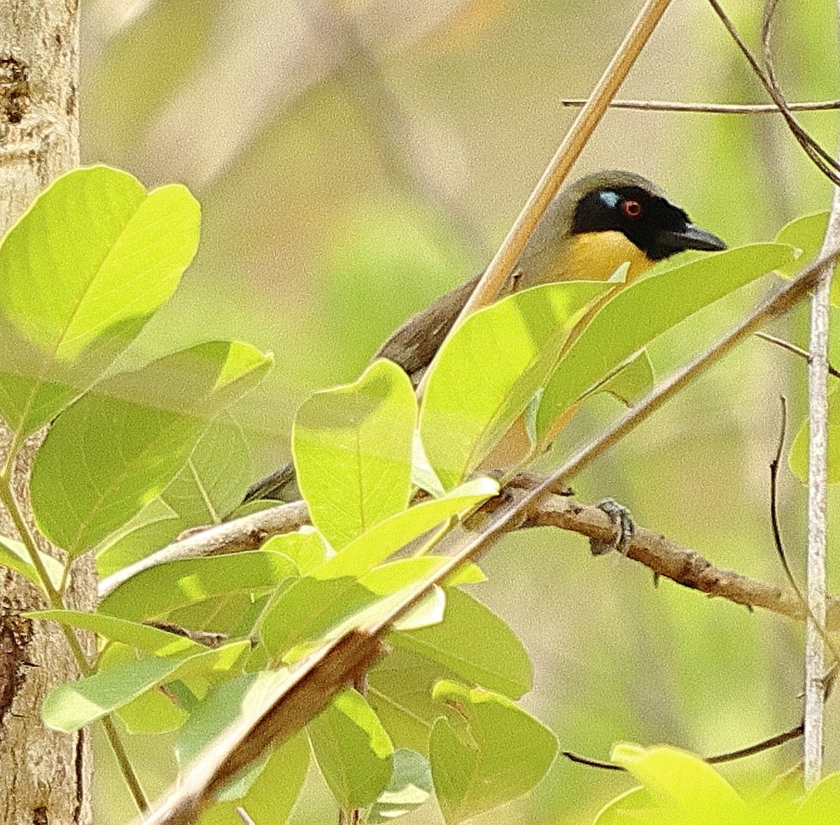 Yellow-throated Laughingthrush - ML636679644