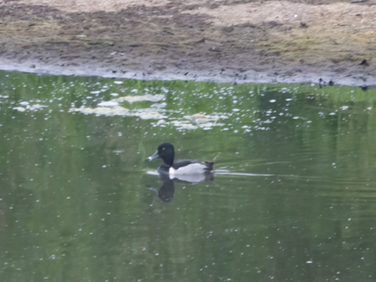 Ring-necked Duck - ML636679698