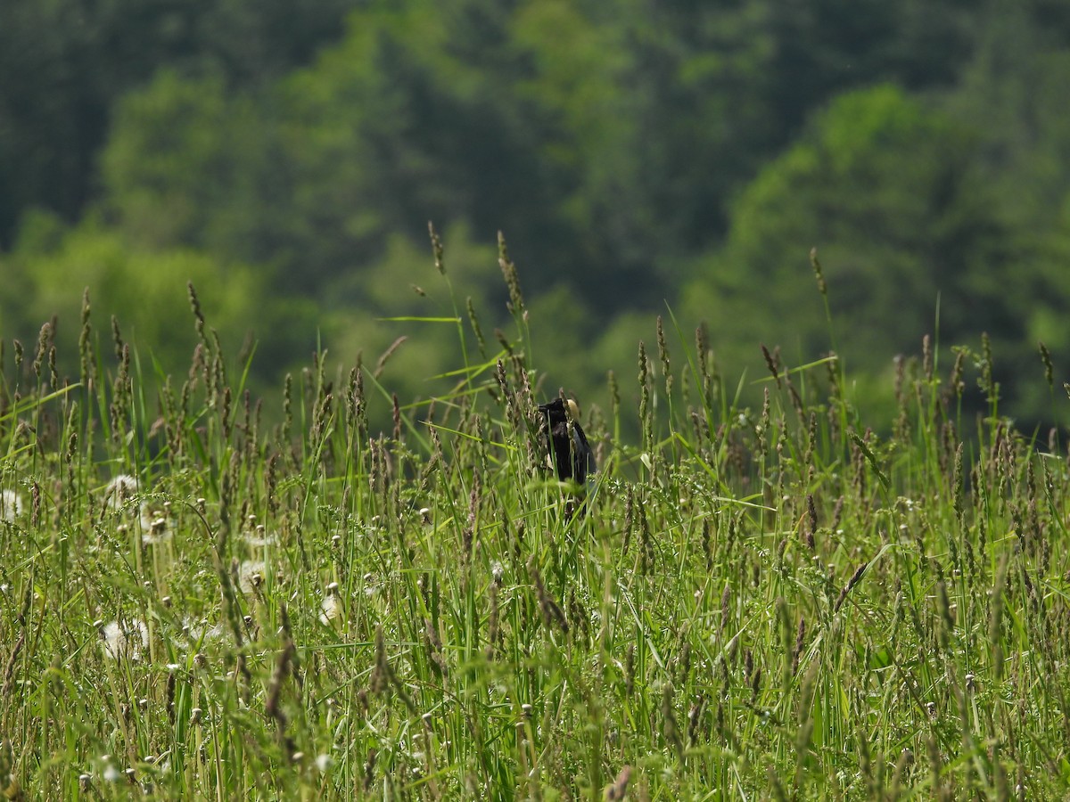 Bobolink - ML636679749