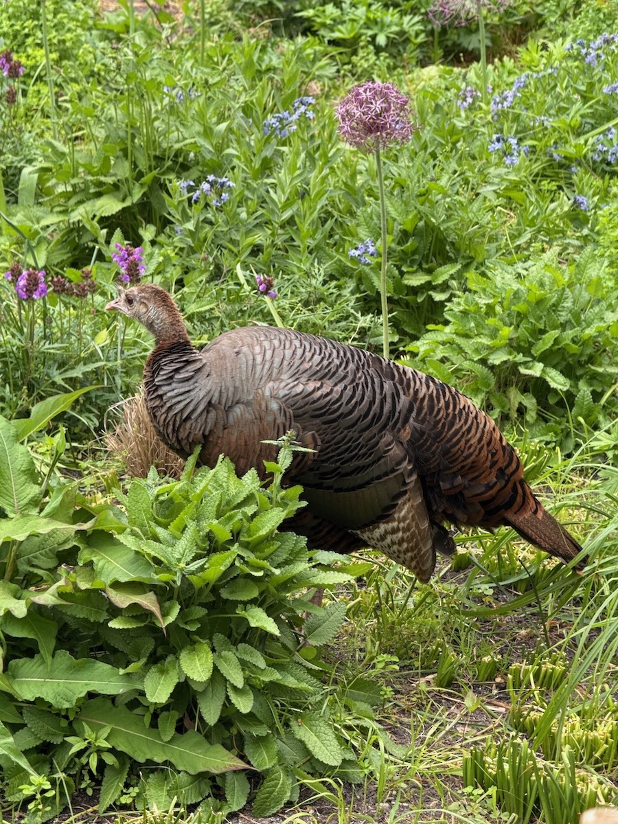 Wild Turkey - ML636679766