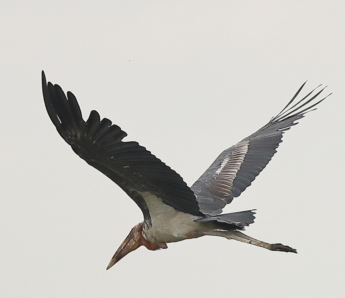 Greater Adjutant - ML636679772