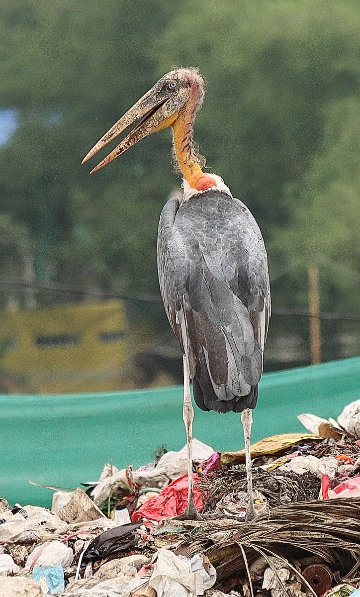 Greater Adjutant - ML636679773