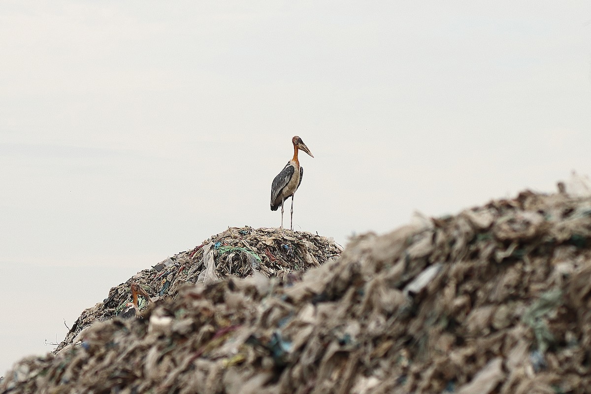 Greater Adjutant - ML636679774