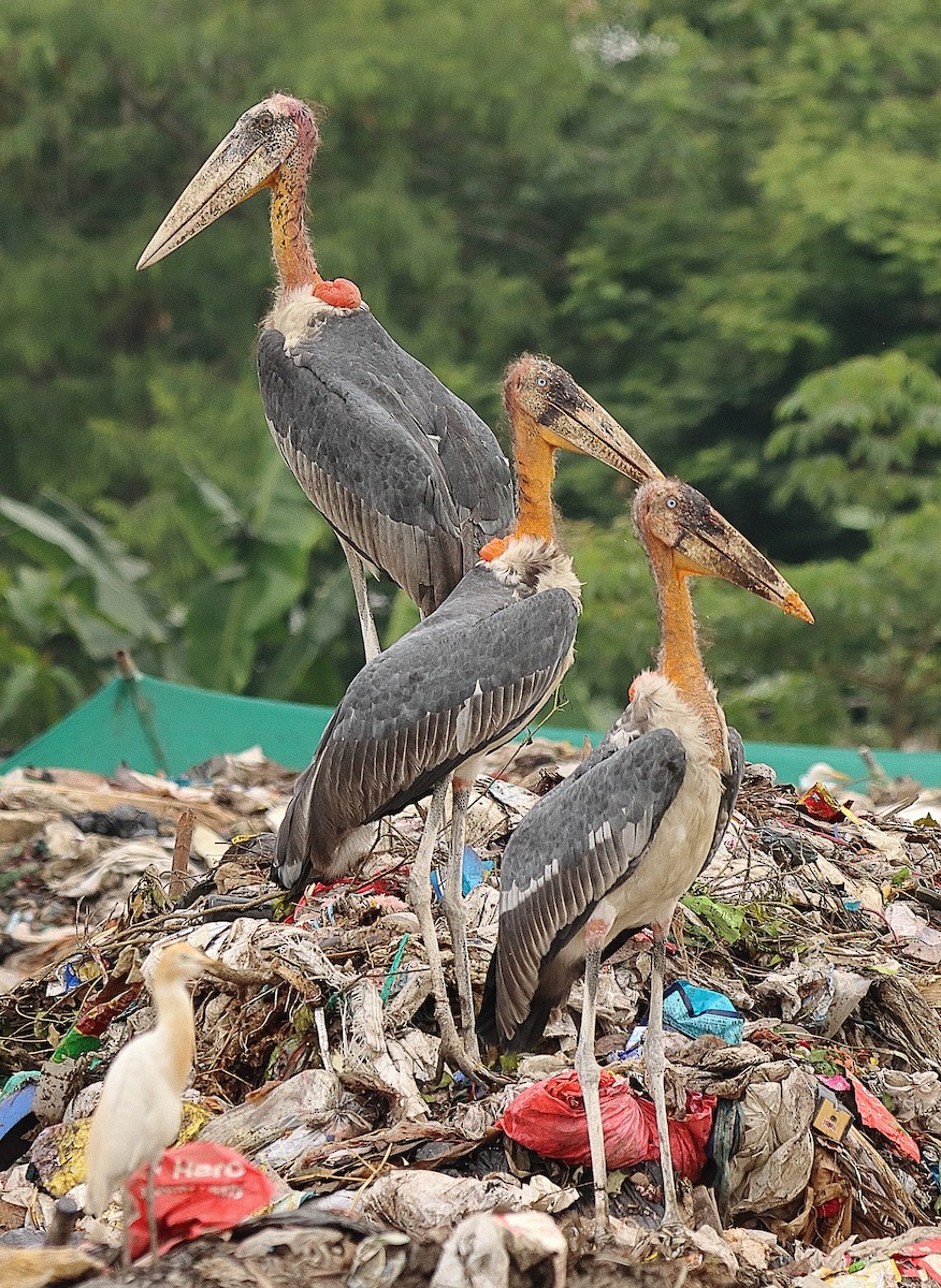 Greater Adjutant - ML636679775