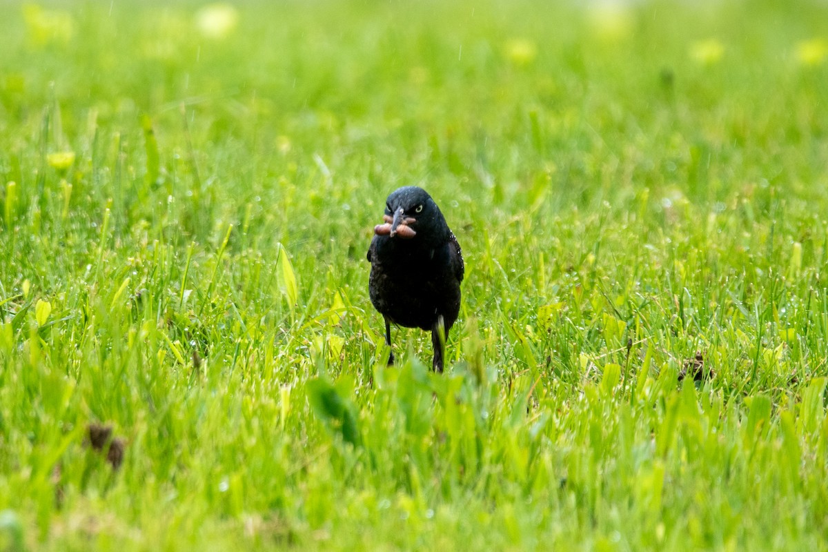 Common Grackle - ML636679819