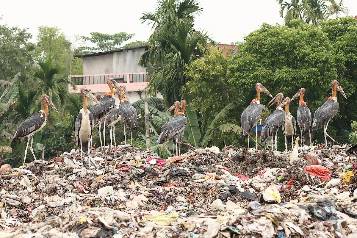 Greater Adjutant - ML636679842