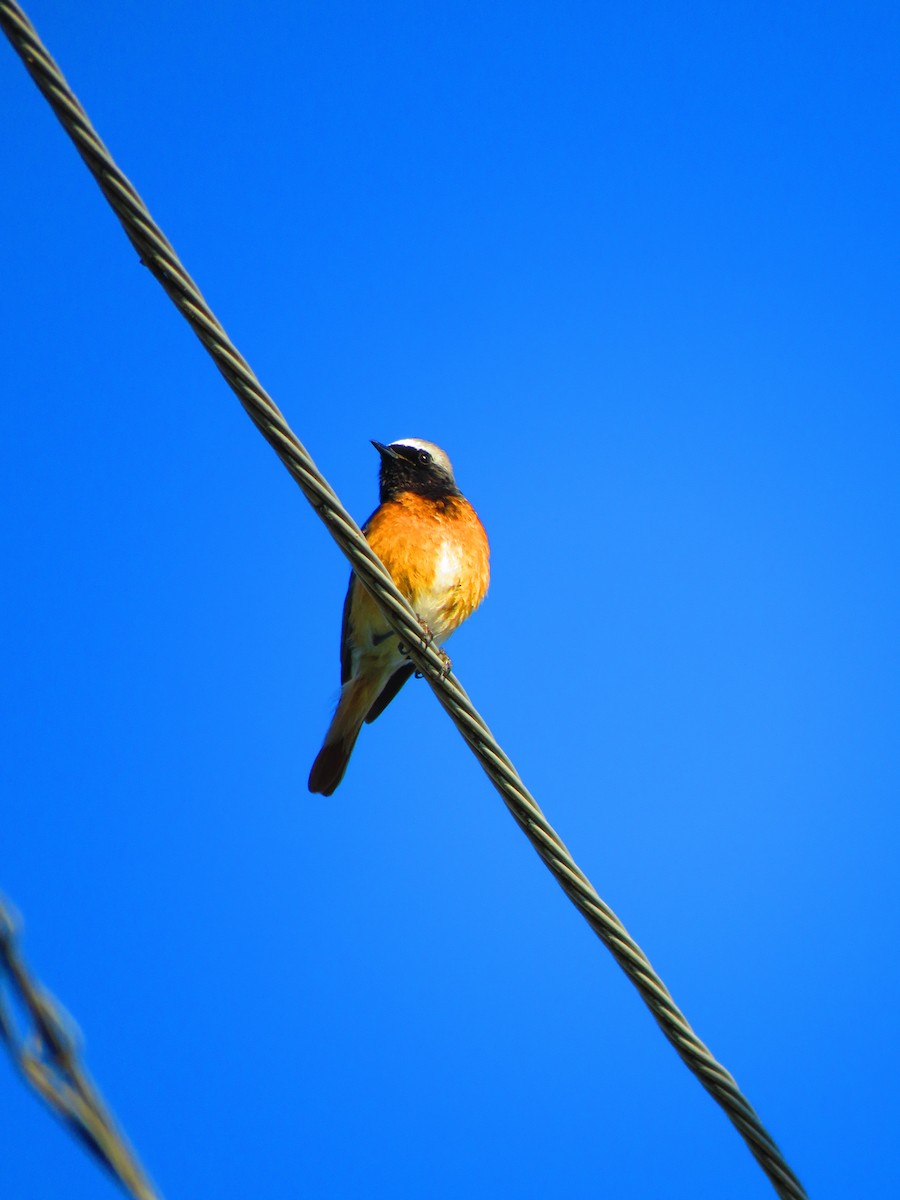Buztangorri argia - ML636679881