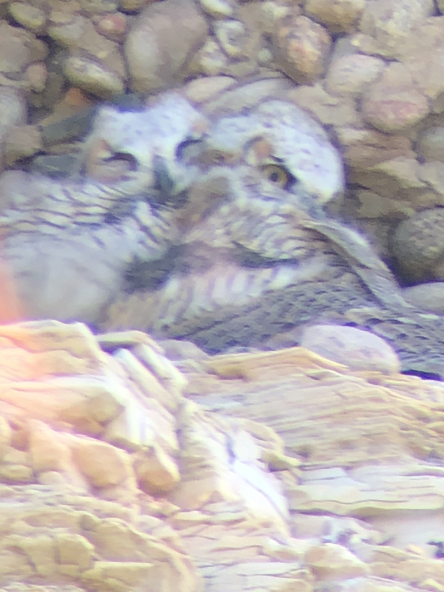 Great Horned Owl - ML636679899