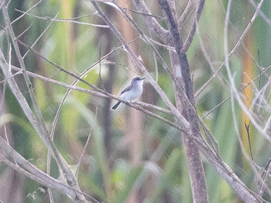 River Tyrannulet - ML636679902