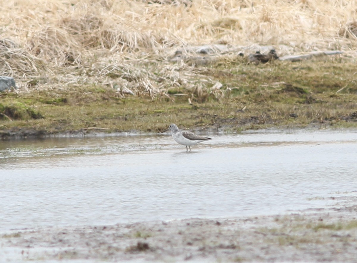 Common Greenshank - ML636679915