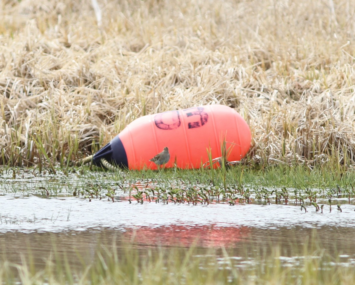 Long-toed Stint - ML636679931