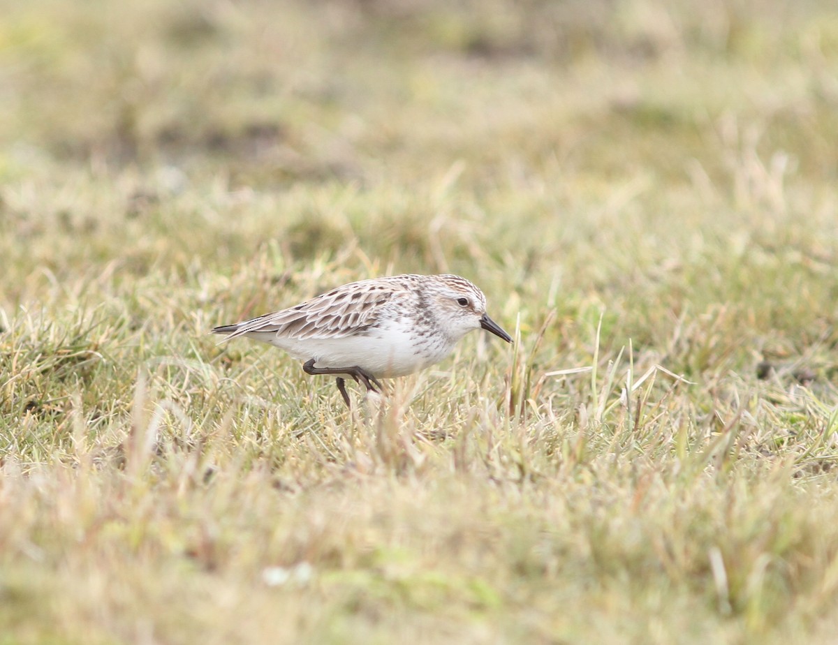 Semipalmated Sandpiper - ML636679961