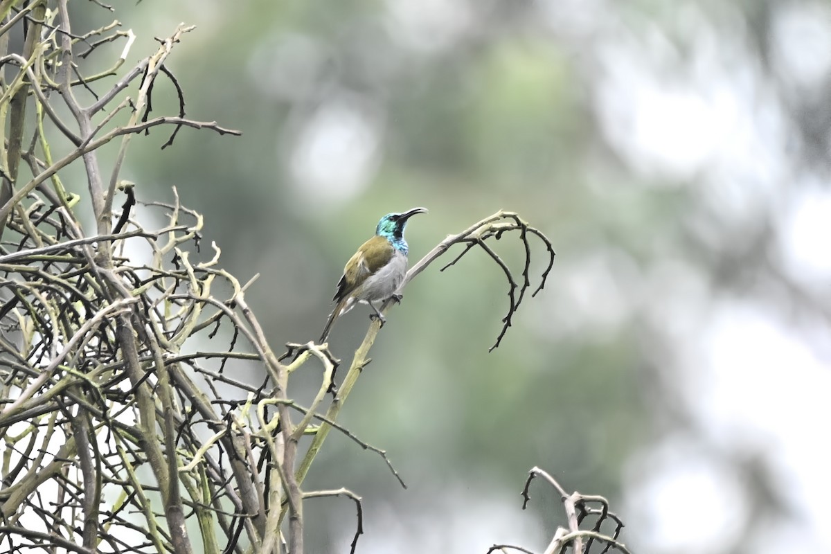 Green-headed Sunbird - ML636680010