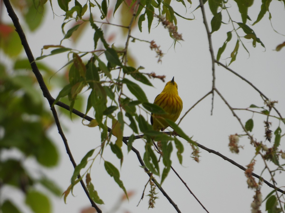 Paruline jaune - ML636680041