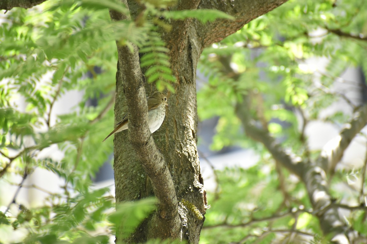 Hermit Thrush - ML636680066