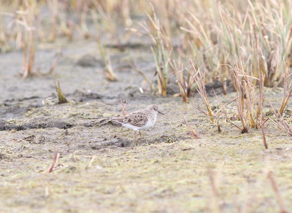 Temminck's Stint - ML636680098