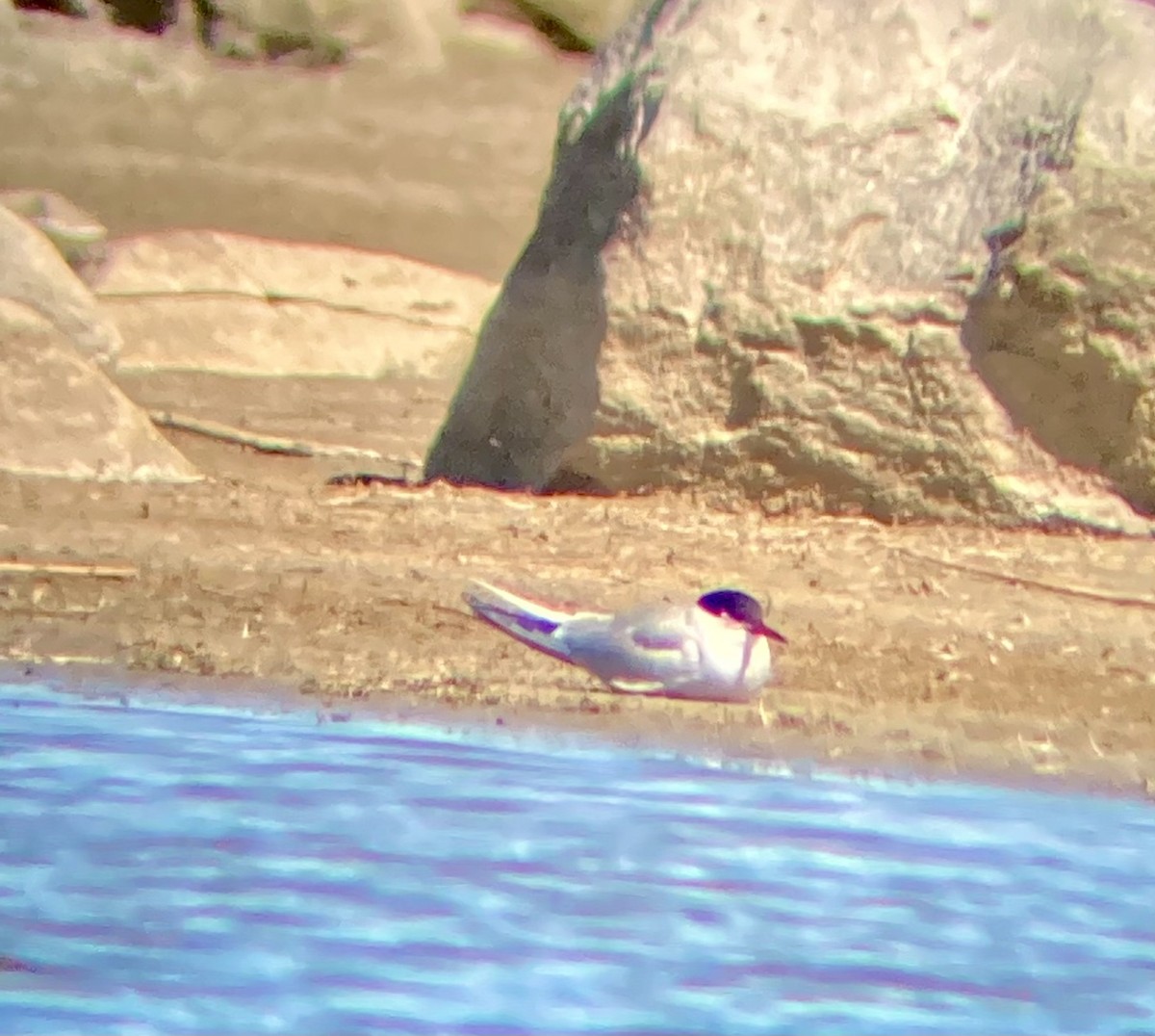Common Tern - ML636680127