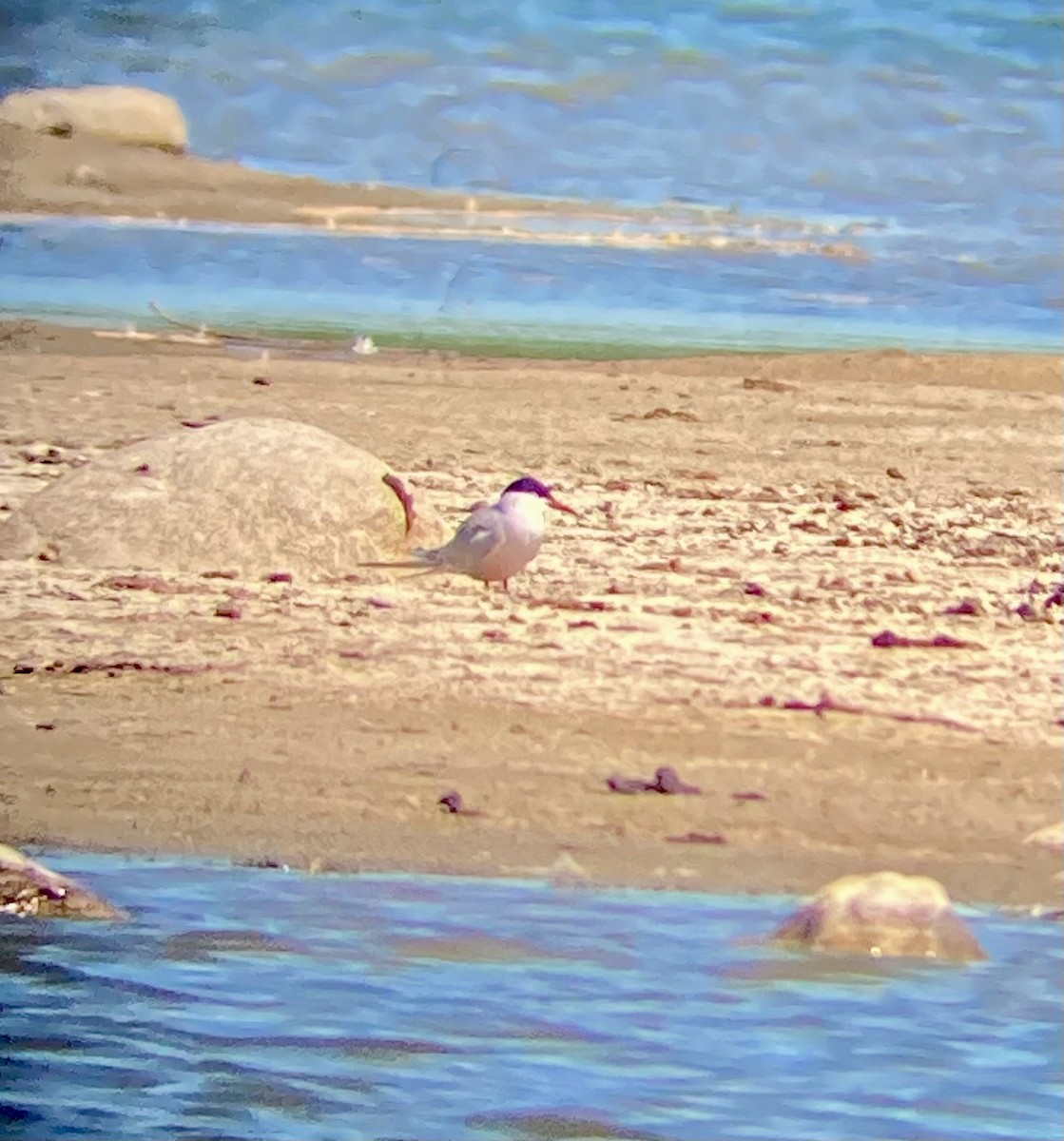 Common Tern - ML636680128