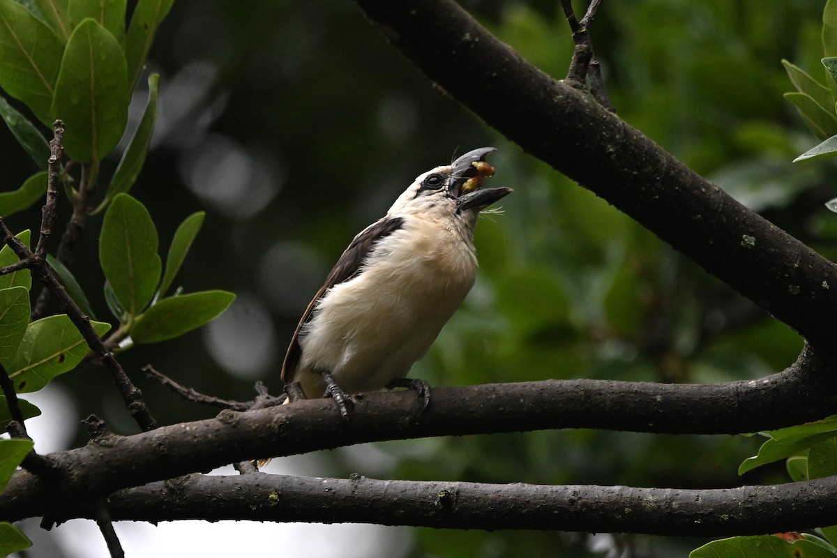 Ak Başlı Barbet - ML636680161