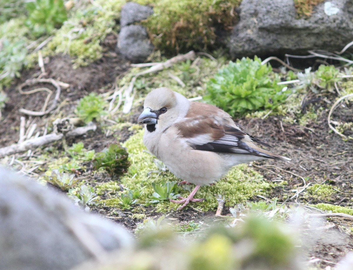Hawfinch - ML636680177
