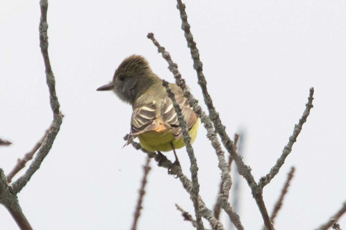 Great Crested Flycatcher - ML636680219