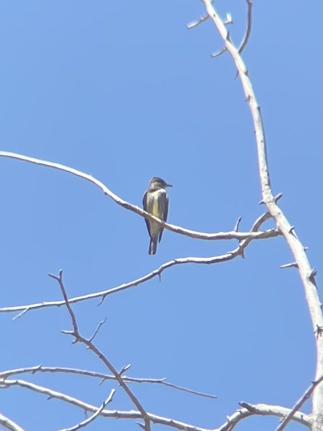 Olive-sided Flycatcher - ML636680240