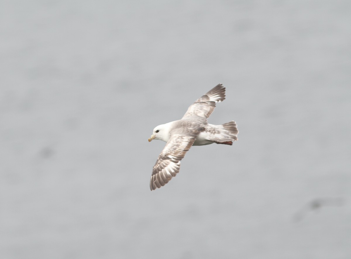 Northern Fulmar - ML636680273