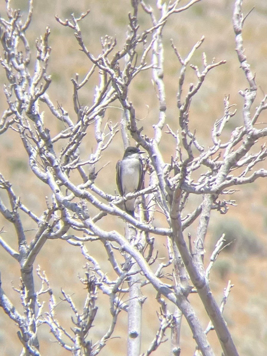 Eastern Kingbird - ML636680312