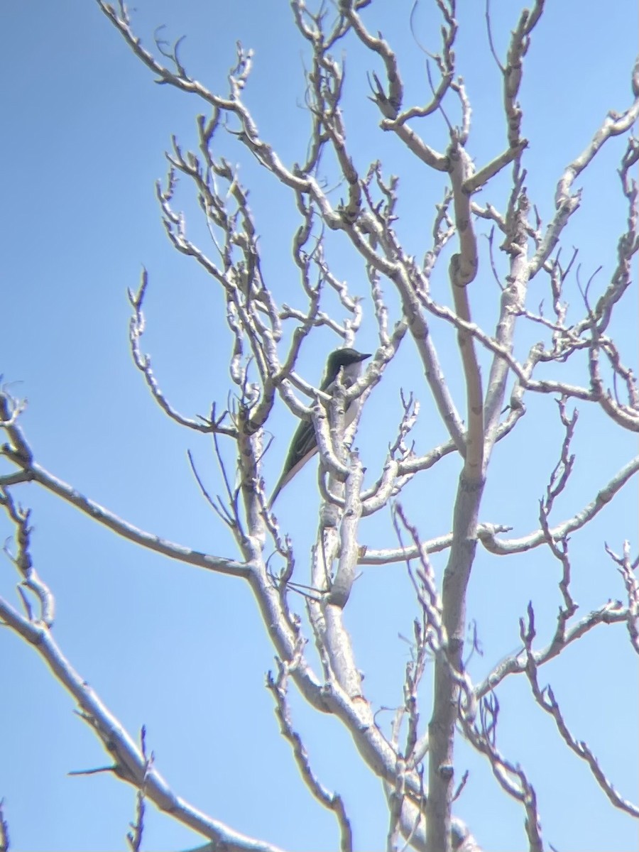 Eastern Kingbird - ML636680313
