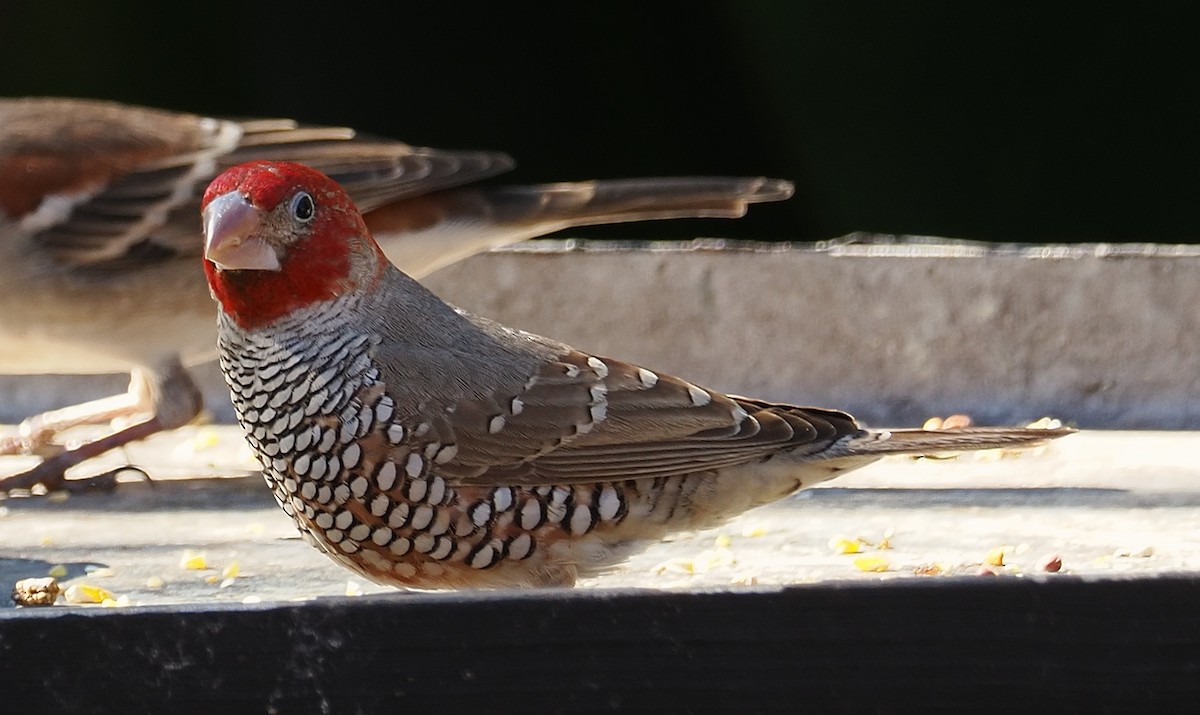 Red-headed Finch - ML636680417