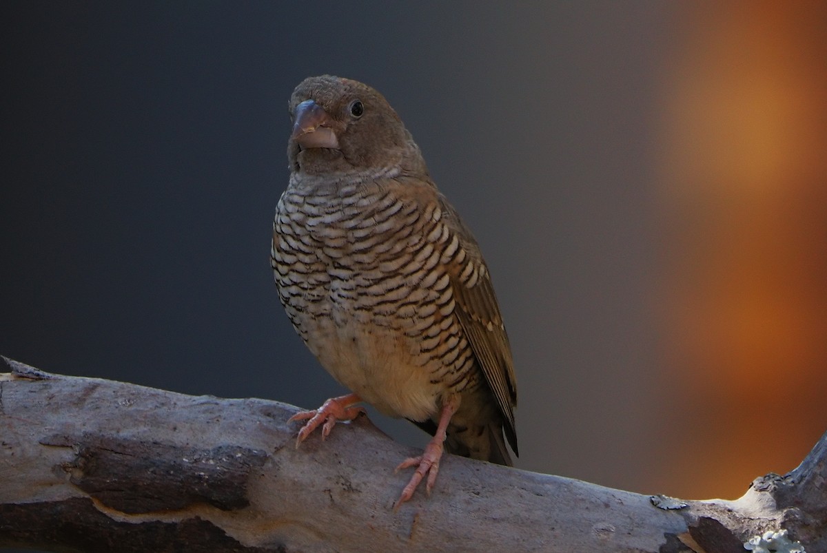 Red-headed Finch - ML636680418