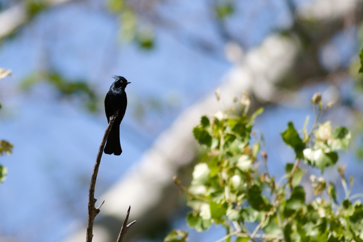 Phainopepla - ML636680446