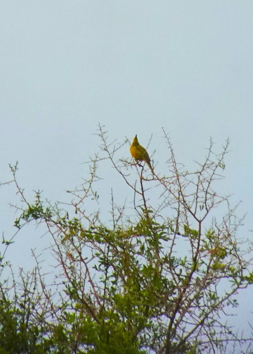 Yellow Cardinal - ML636680471
