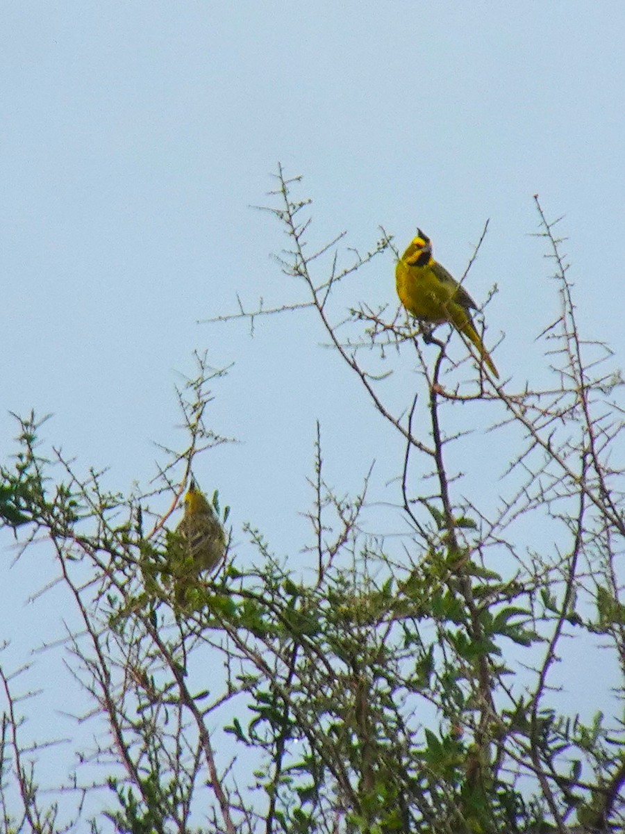 Yellow Cardinal - ML636680474