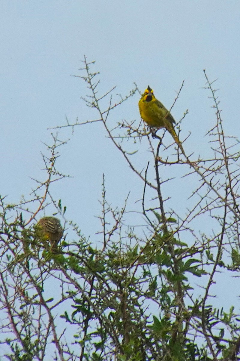 Yellow Cardinal - ML636680475