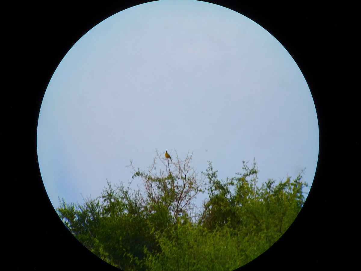 Yellow Cardinal - ML636680476