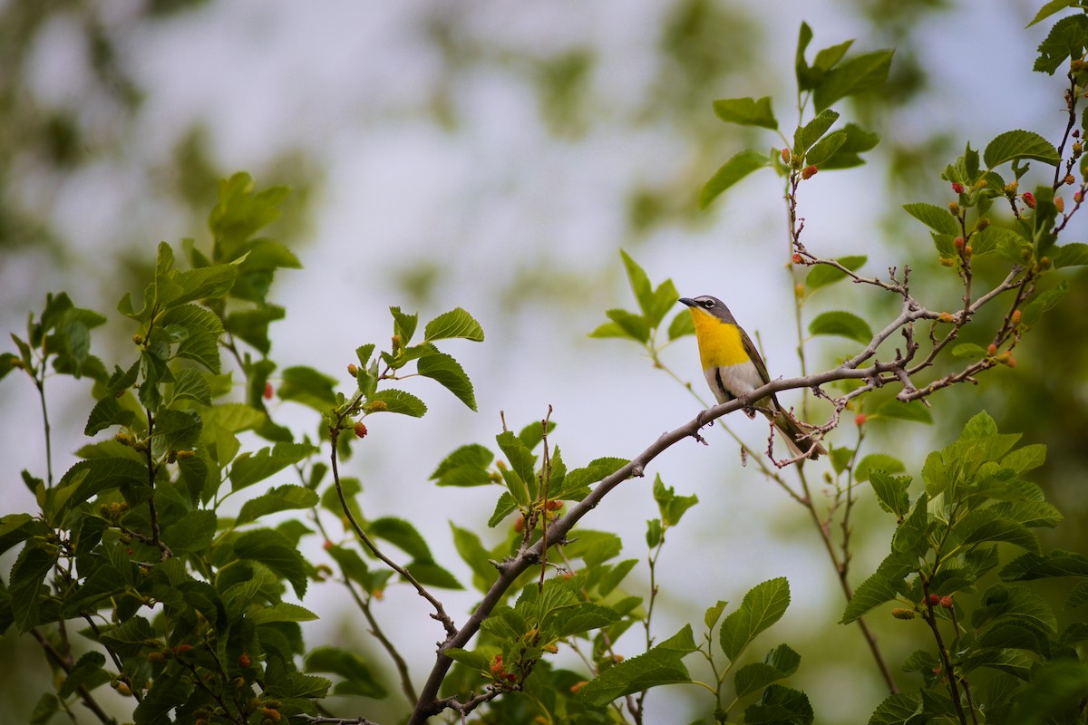 Yellow-breasted Chat - ML636680478